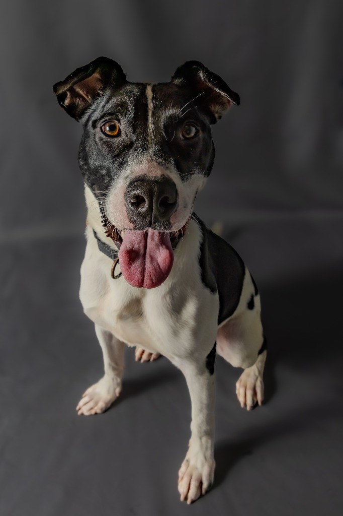 Enlarge Grady, a Adoptable mixed breed in Tyler, TX image 3/5