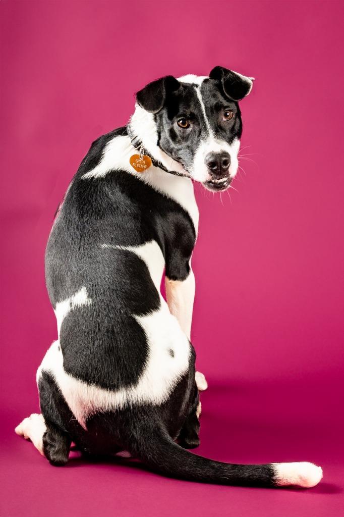 Enlarge Grady, a Adoptable mixed breed in Tyler, TX image 2/5