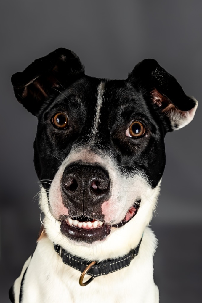 Enlarge Grady, a Adoptable mixed breed in Tyler, TX image 4/5