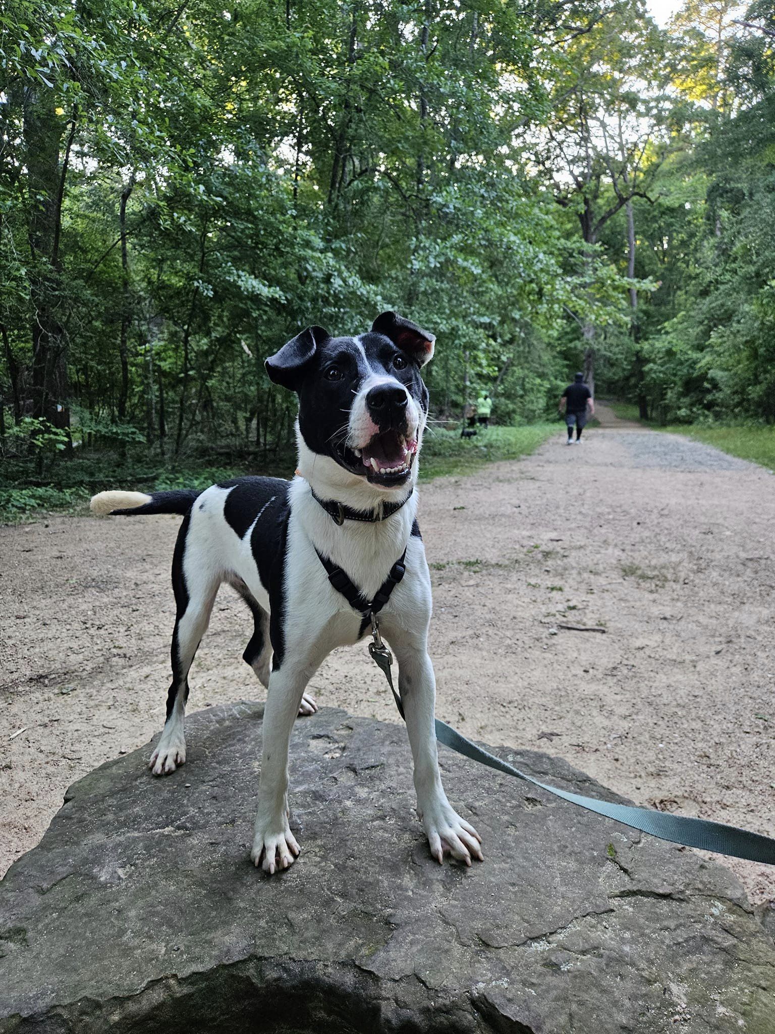 Enlarge Grady, a Adoptable mixed breed in Tyler, TX image 5/5