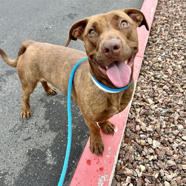 Enlarge JALEN, a Adoptable mixed breed in Mesa, AZ image 1/1