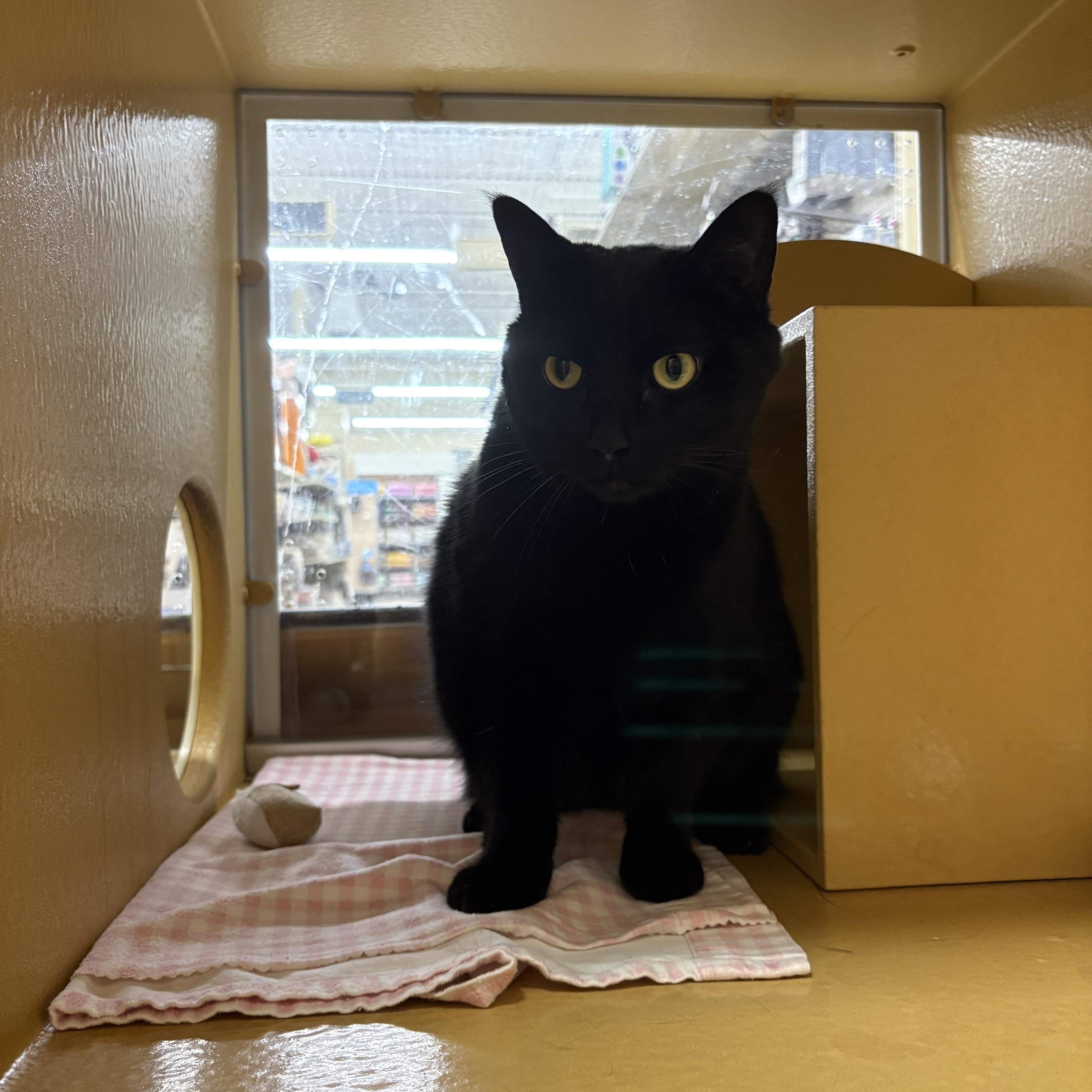 Enlarge Dashy, a ADOPTABLE Domestic Short Hair in Cambridge, MA image 2/3