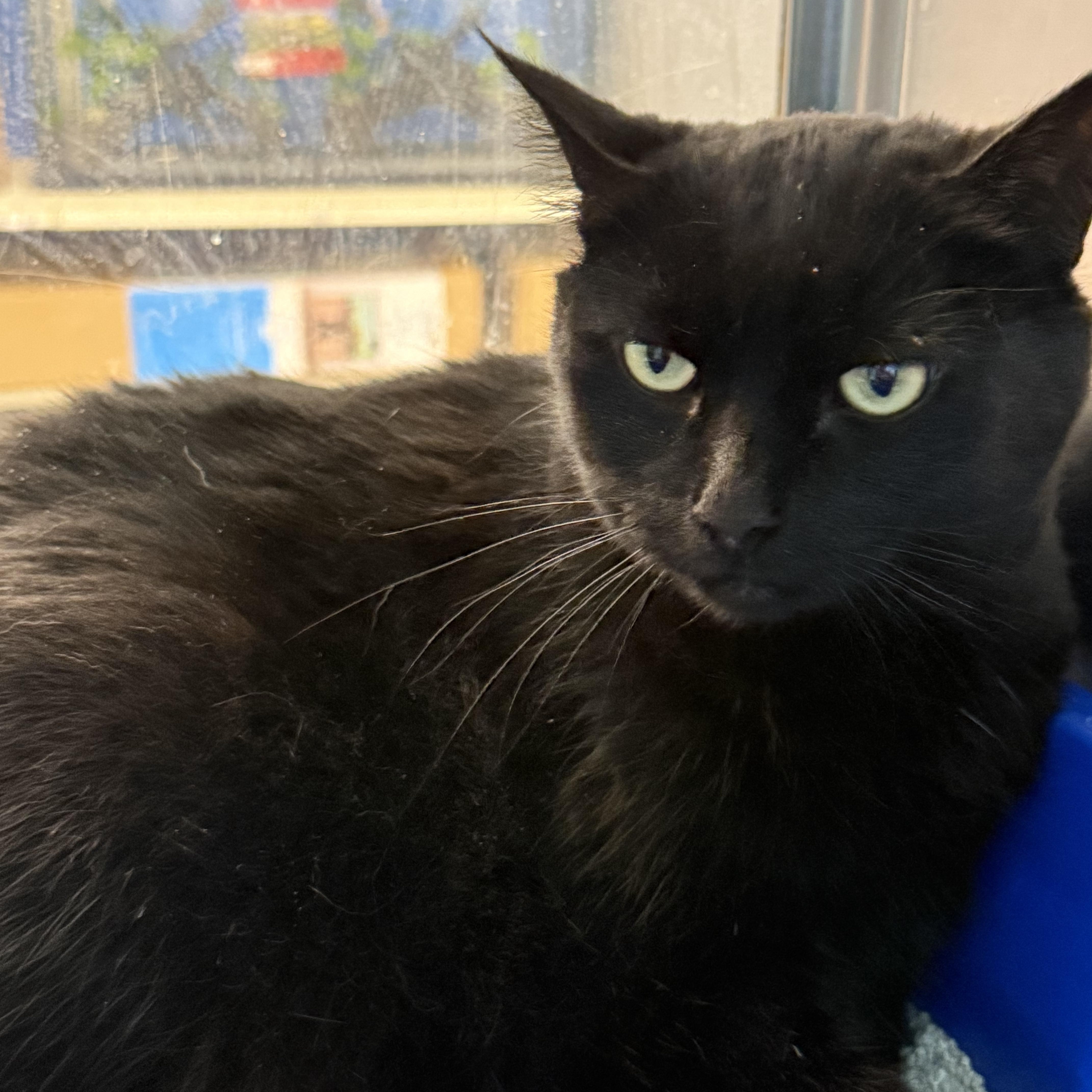 Enlarge Dashy, a ADOPTABLE Domestic Short Hair in Cambridge, MA image 1/3