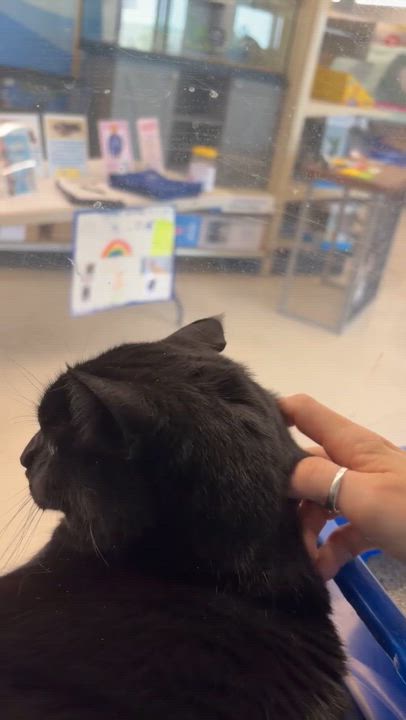 Enlarge Dashy, a ADOPTABLE Domestic Short Hair in Cambridge, MA video 3/3