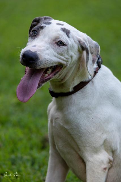 Rain, an adoptable Labrador Retriever, Whippet in Milner, GA, 30257 | Photo Image 2