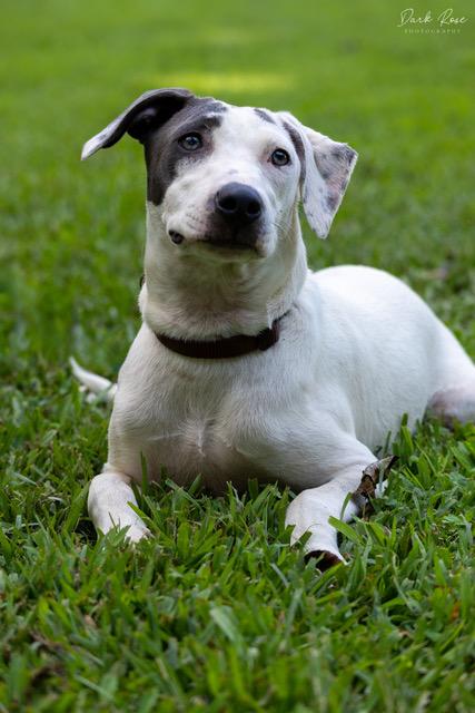 Rain, an adoptable Labrador Retriever, Whippet in Milner, GA, 30257 | Photo Image 1