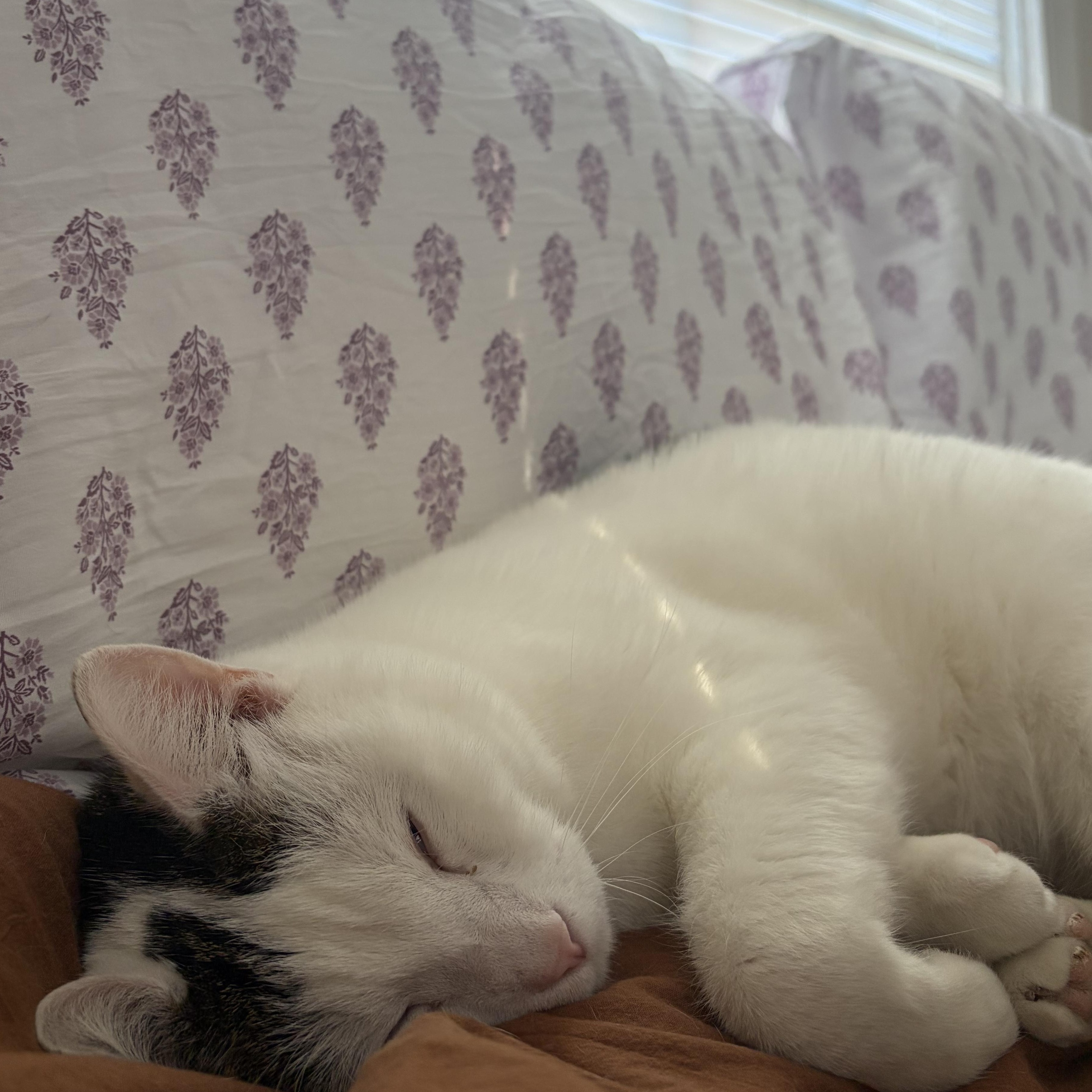 Enlarge Griffith, a ADOPTABLE Domestic Short Hair in Mississippi State, MS image 6/6