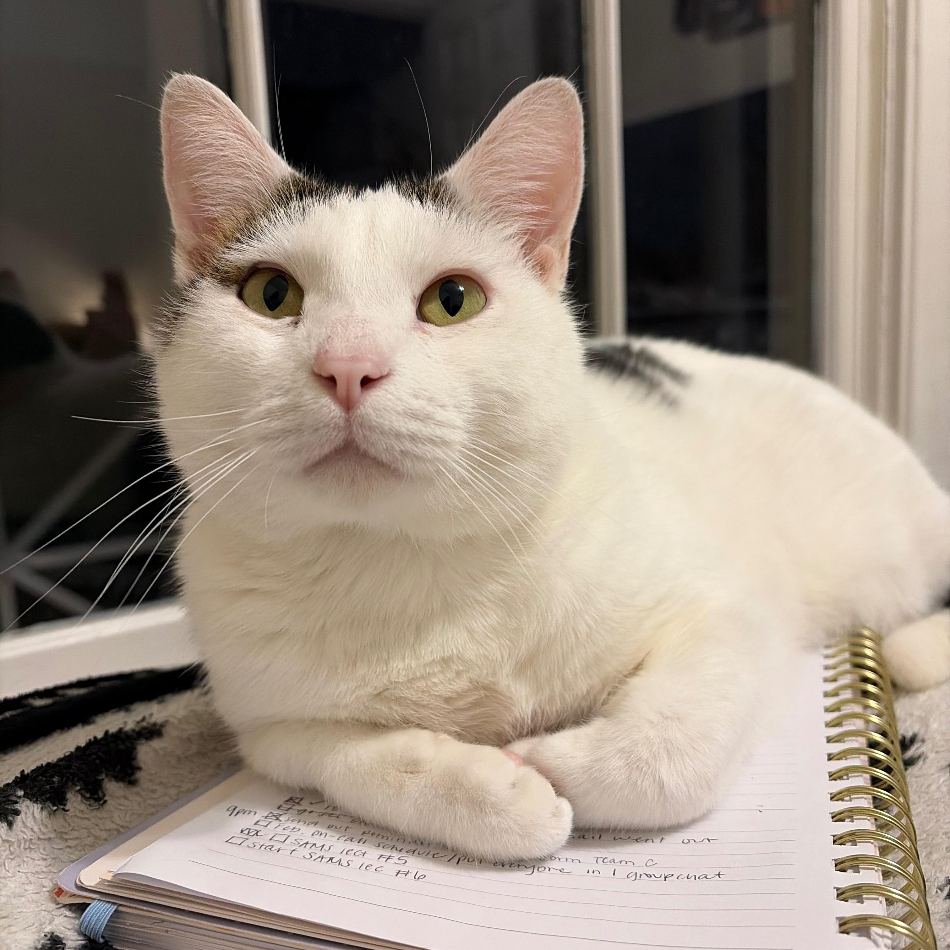 Enlarge Griffith, a ADOPTABLE Domestic Short Hair in Mississippi State, MS image 5/6