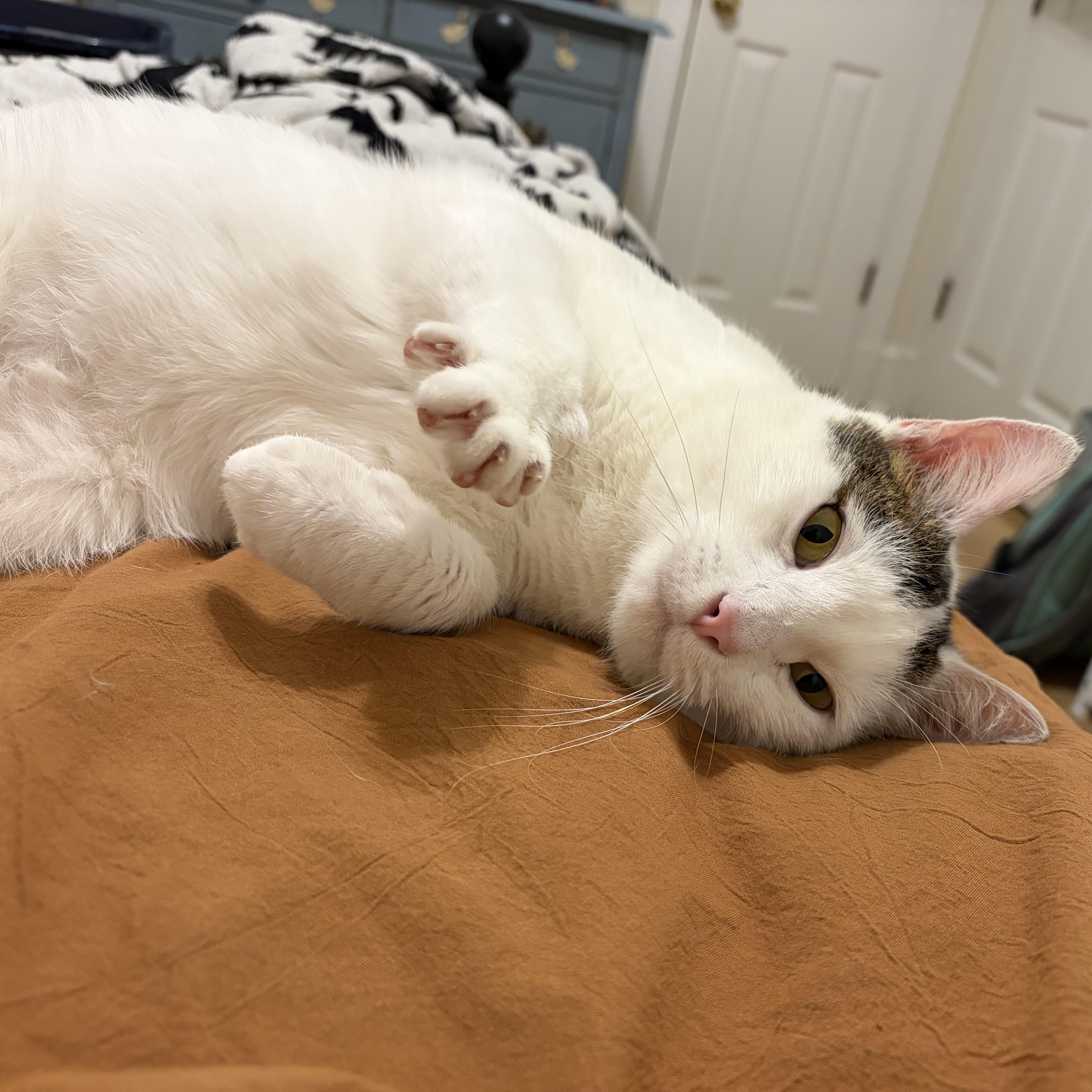 Enlarge Griffith, a ADOPTABLE Domestic Short Hair in Mississippi State, MS image 4/6