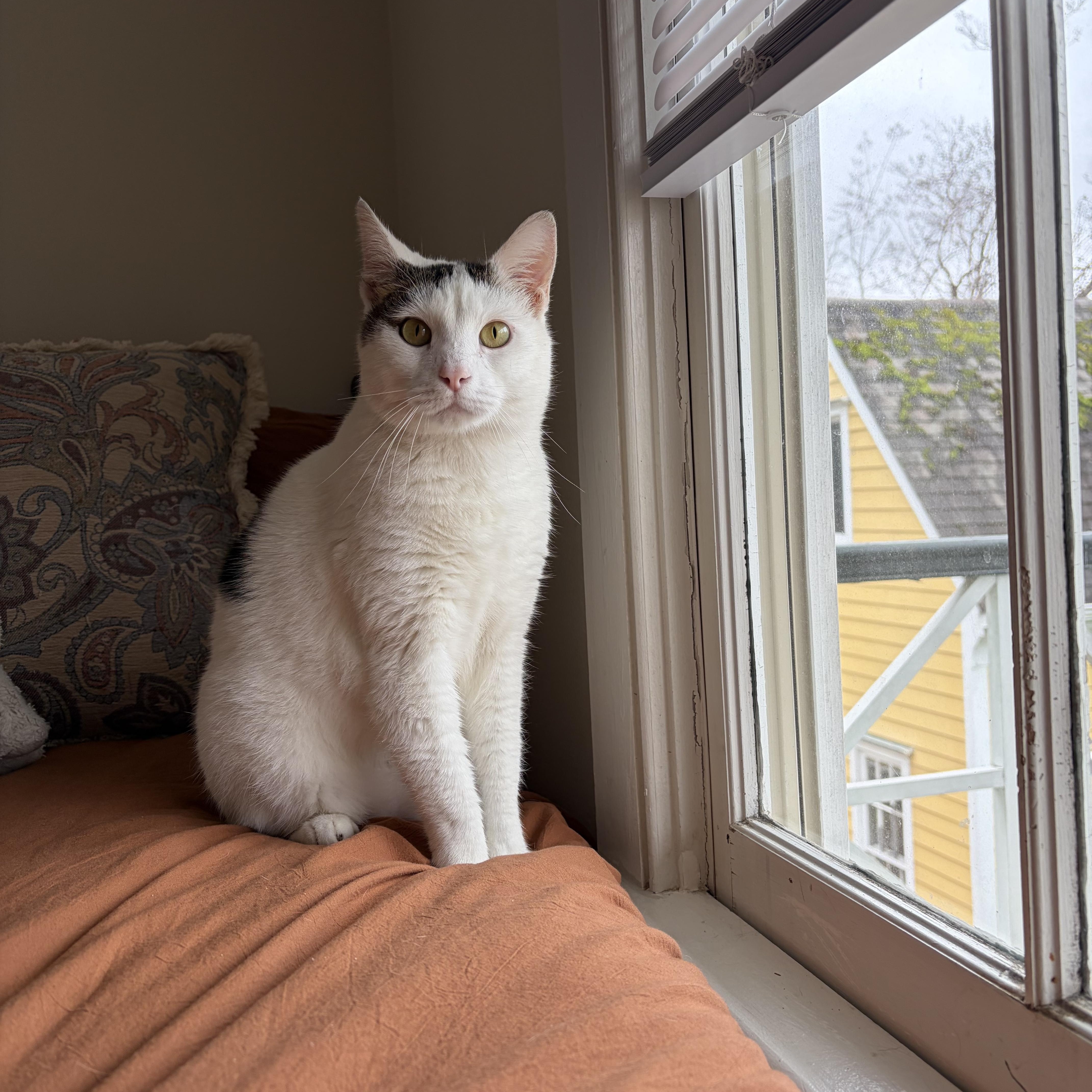 Enlarge Griffith, a ADOPTABLE Domestic Short Hair in Mississippi State, MS image 2/6