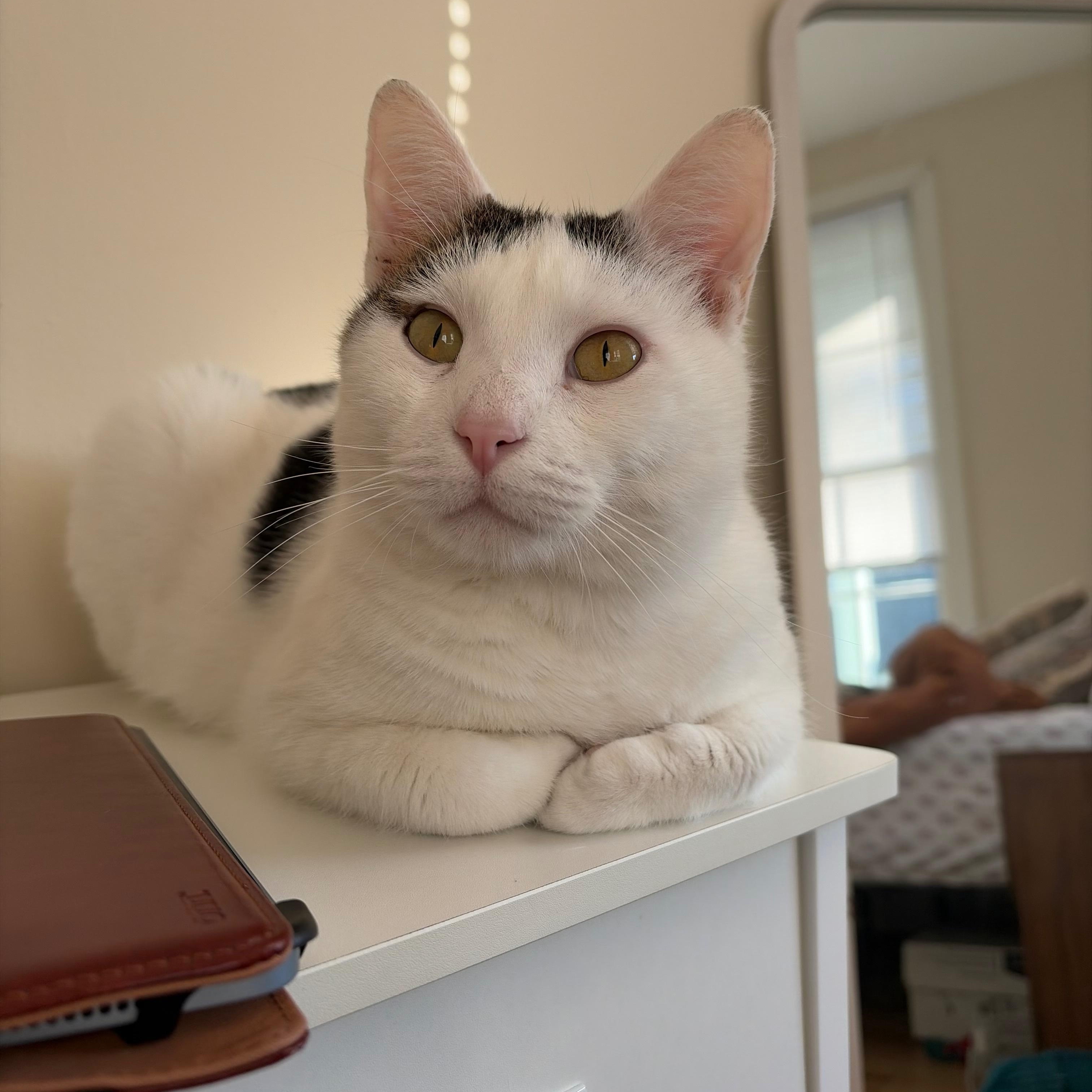 Enlarge Griffith, a ADOPTABLE Domestic Short Hair in Mississippi State, MS image 3/6