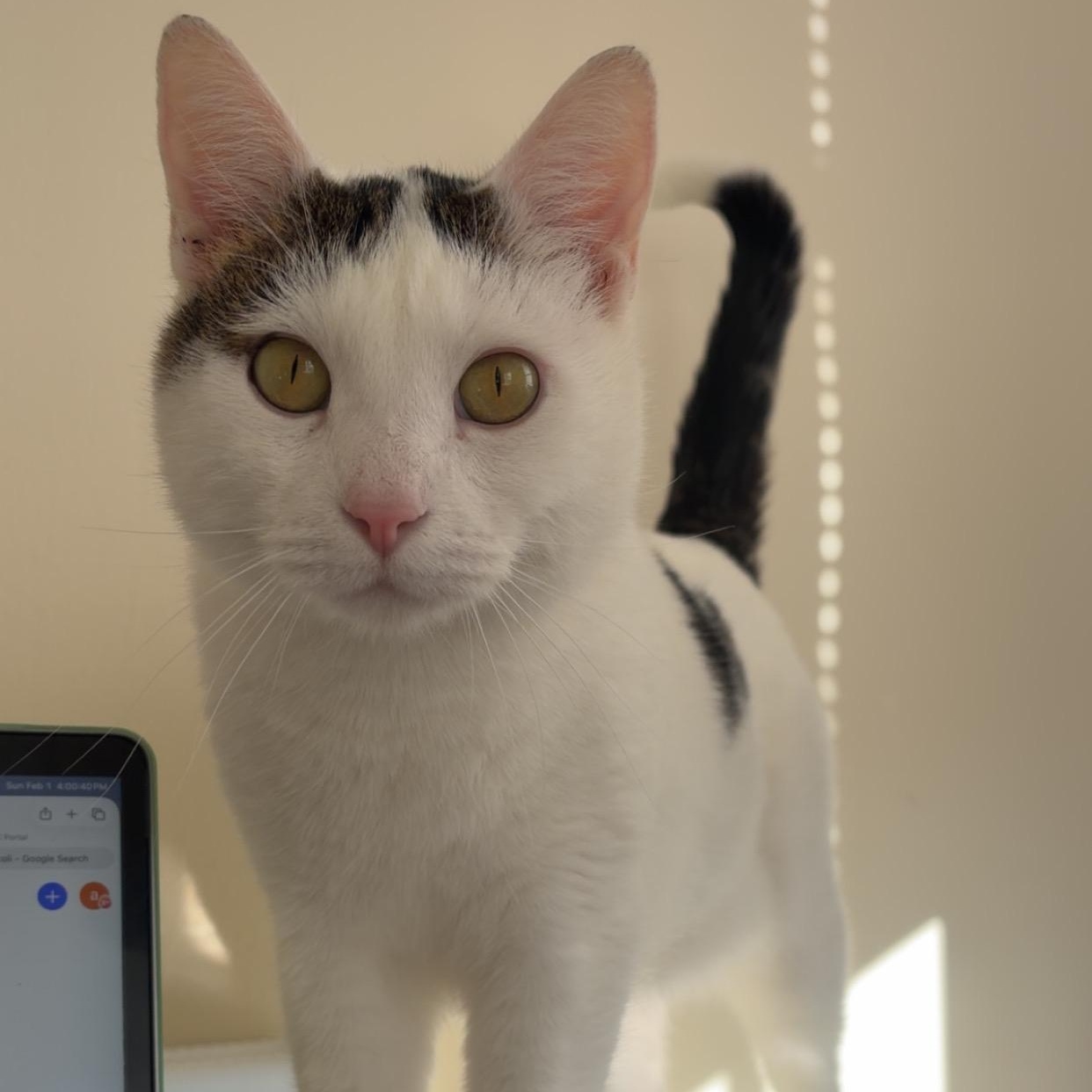 Enlarge Griffith, a ADOPTABLE Domestic Short Hair in Mississippi State, MS image 1/6