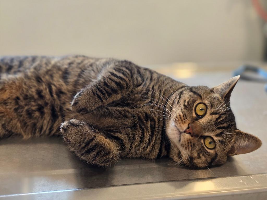 Chili, Adoptable, Young Male Domestic Short Hair.