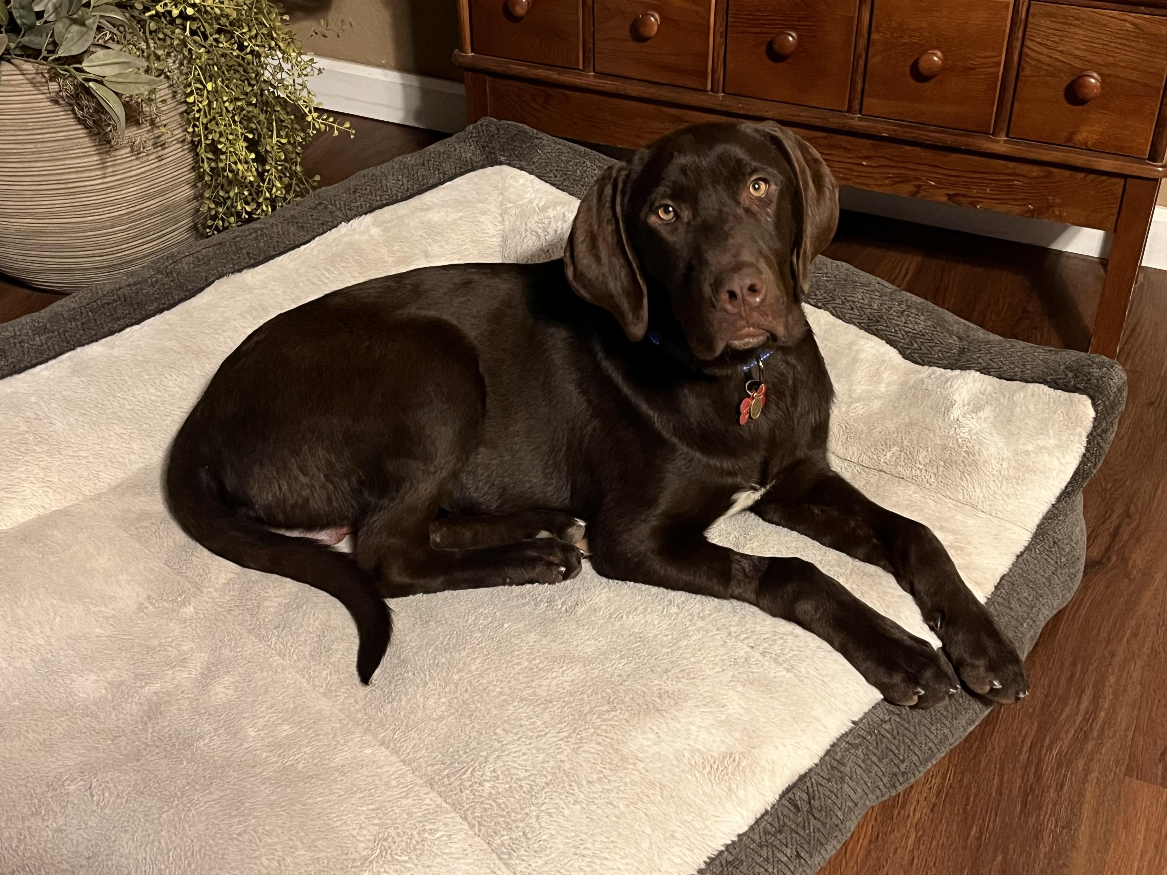 Falcon, a Adoptable Labrador Retriever in Albuquerque, NM image 2/3