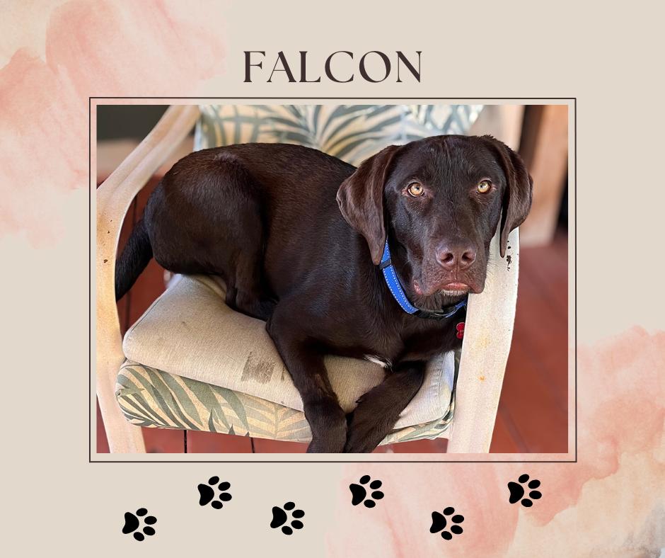 Falcon, a Adoptable Labrador Retriever in Albuquerque, NM image 1/3