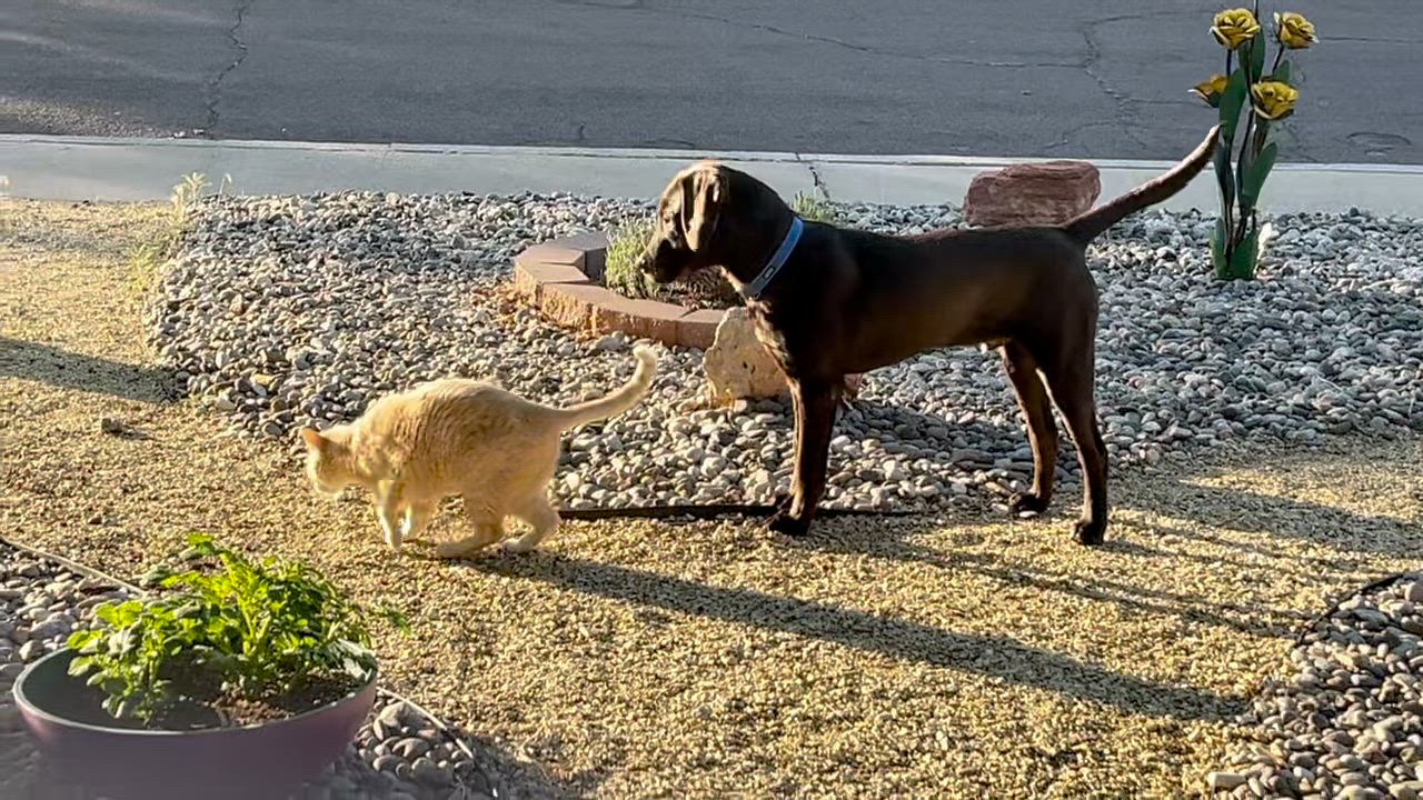 Enlarge Falcon, a Adoptable Labrador Retriever in Albuquerque, NM video 3/3
