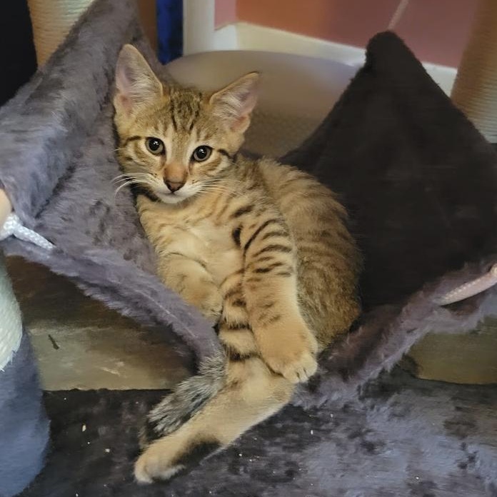 Mandarin, Adoptable, Kitten Male Domestic Short Hair.