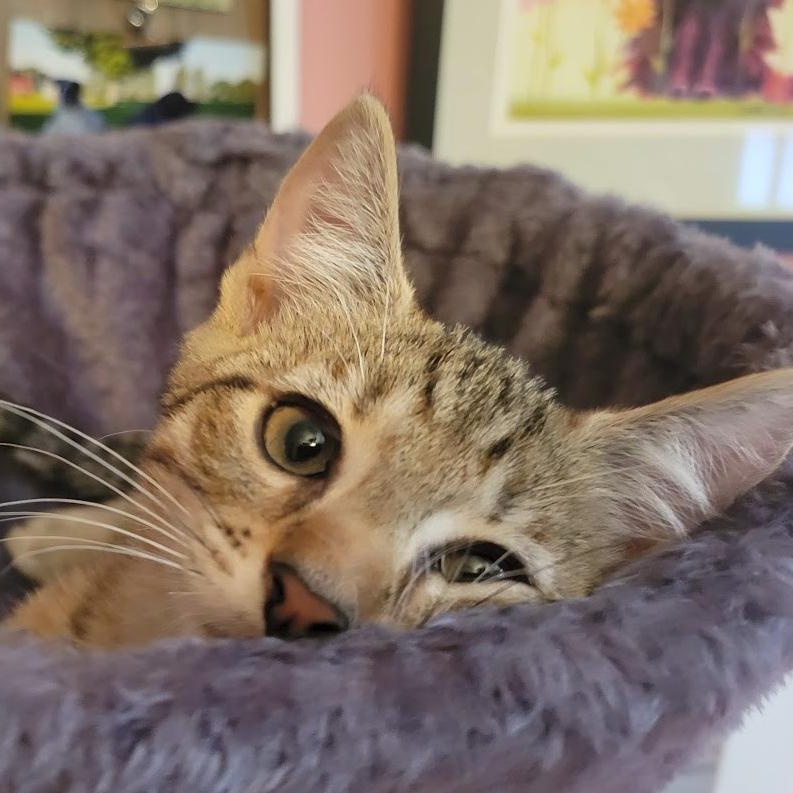 Mandarin, a Adoptable Domestic Short Hair in Rochester, NY image 3/4