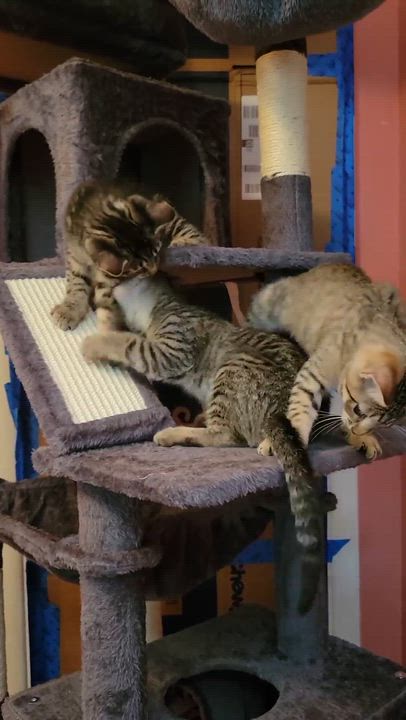 Enlarge Mandarin, a Adoptable Domestic Short Hair in Rochester, NY video 2/4