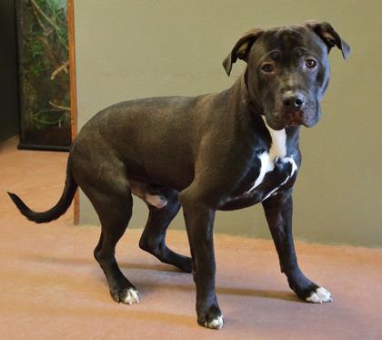 Einstein, an adoptable Mixed Breed in Rapid City, SD_image-1