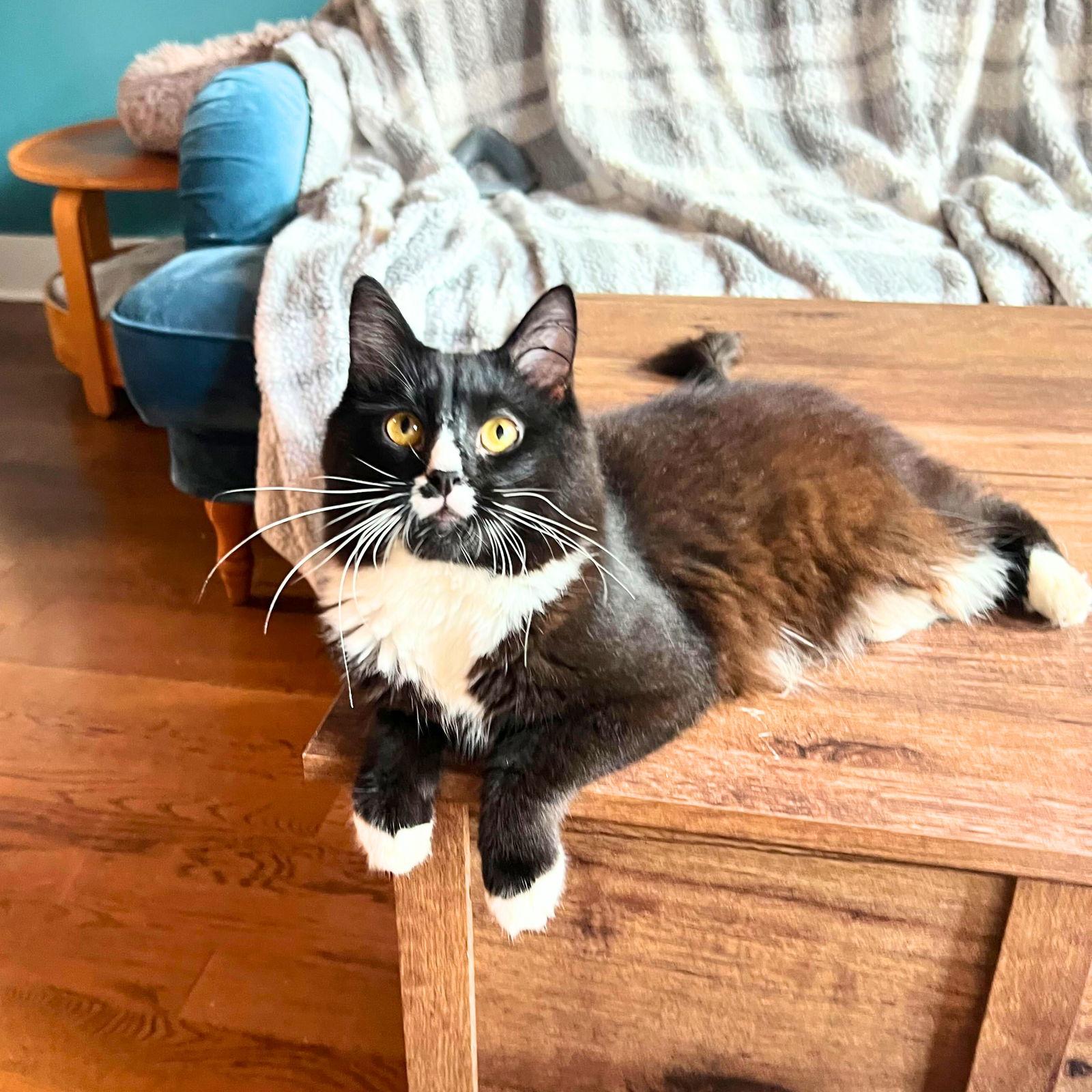 Sir, Adoptable, Young Male Domestic Medium Hair.