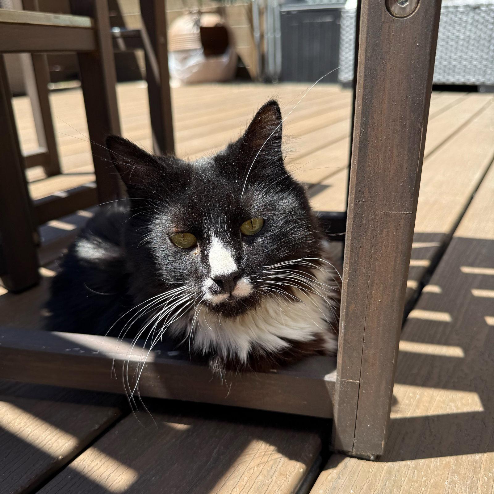Sir, Adoptable, Young Male Domestic Medium Hair.