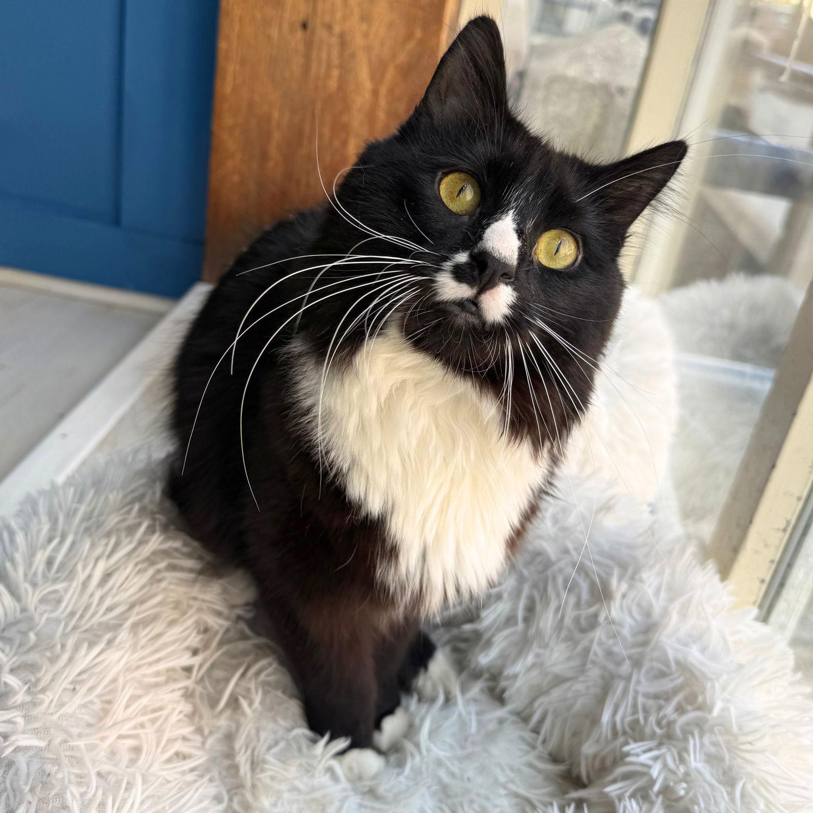 Sir, Adoptable, Young Male Domestic Medium Hair.