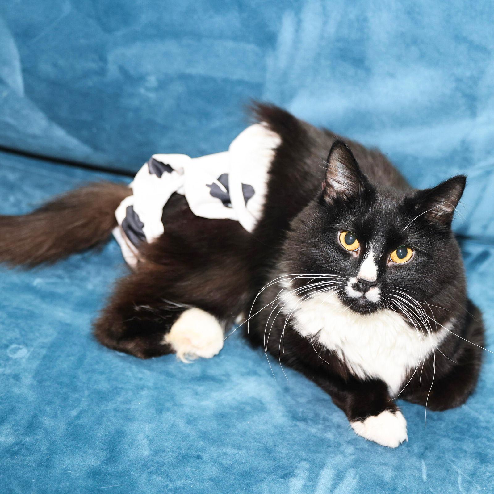 Sir, a Adoptable Domestic Medium Hair in Brooklyn, NY image 2/3