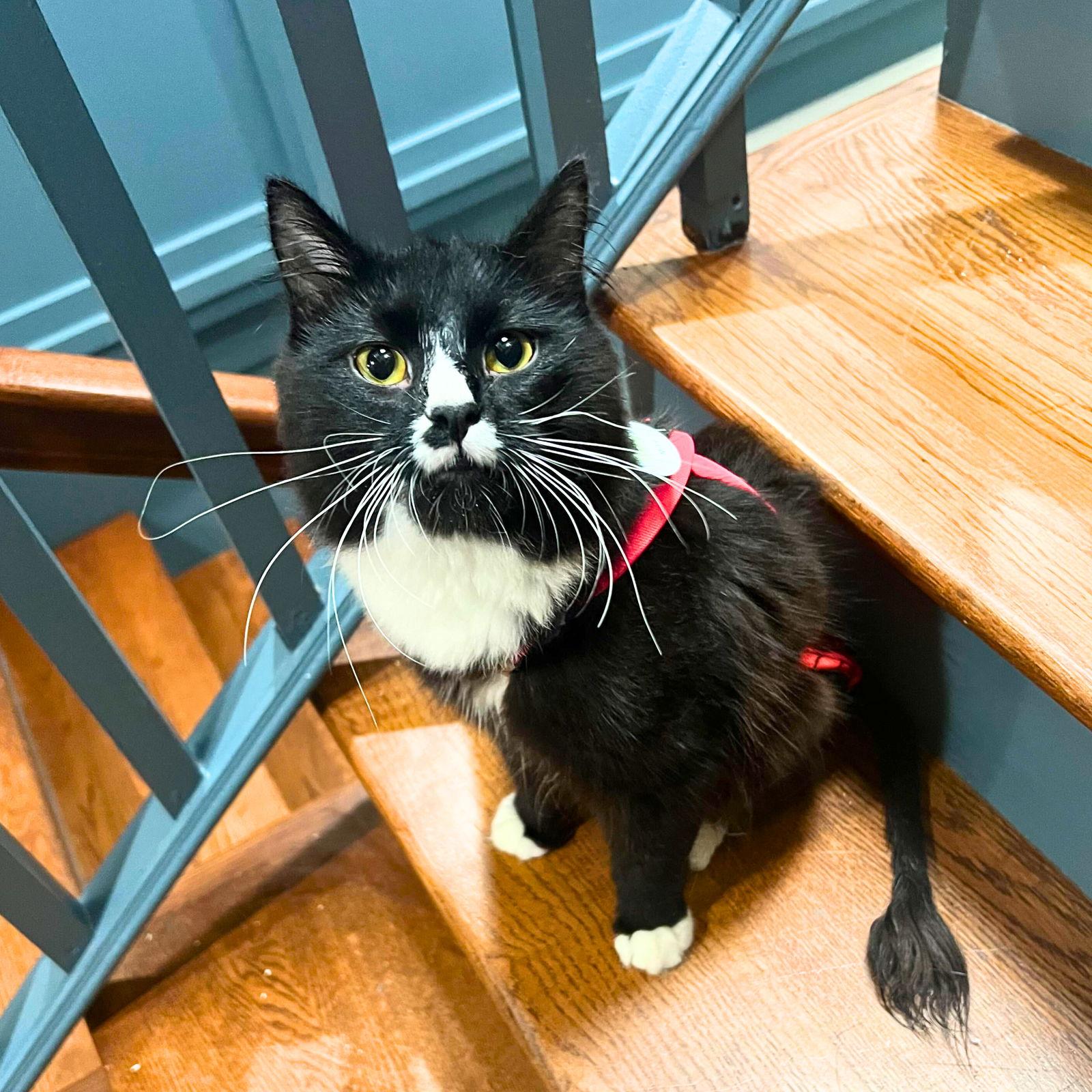 Sir, a Adoptable Domestic Medium Hair in Brooklyn, NY image 3/3