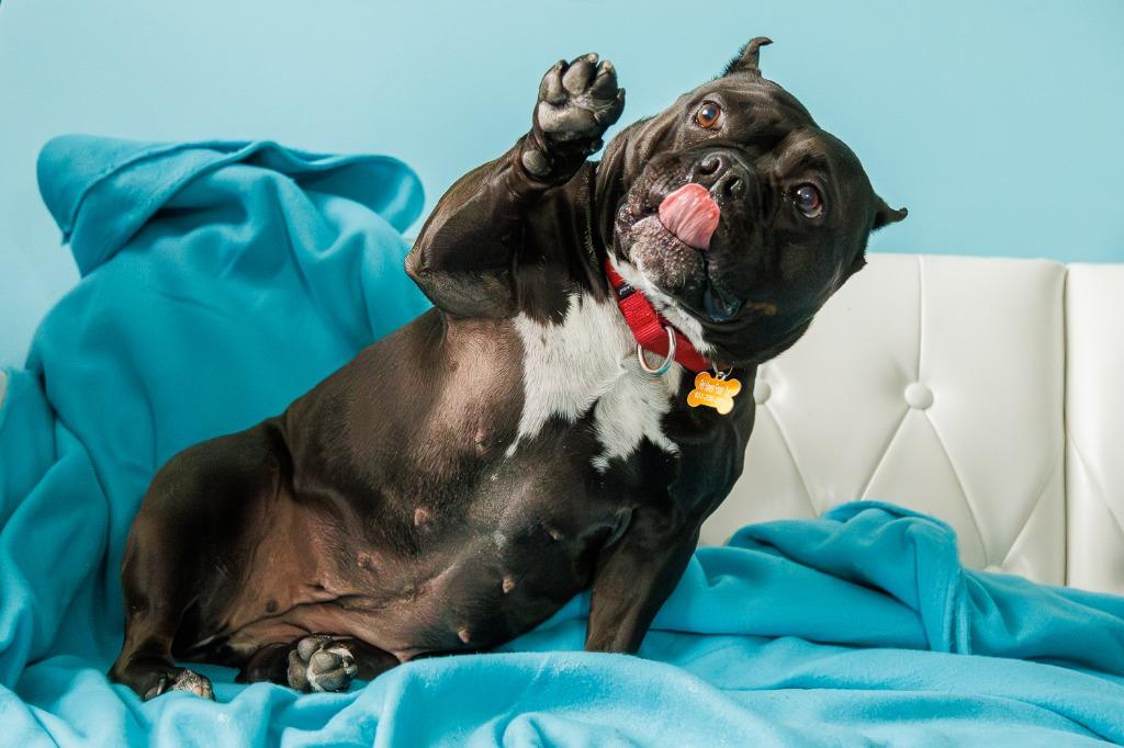 Bug, a Adoptable Staffordshire Bull Terrier in Minneapolis, MN image 6/6