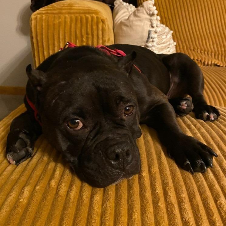 Bug, a Adoptable Staffordshire Bull Terrier in Minneapolis, MN image 3/6
