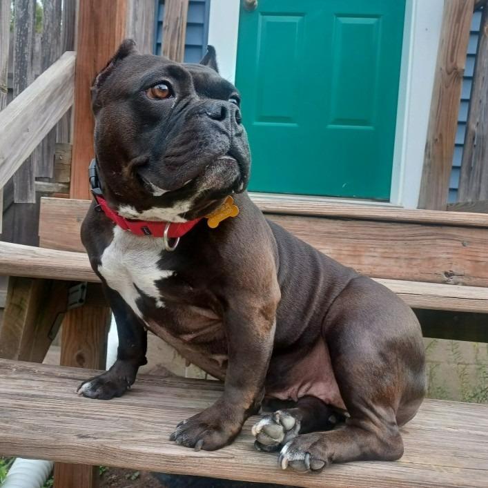 Bug, a Adoptable Staffordshire Bull Terrier in Minneapolis, MN image 1/6