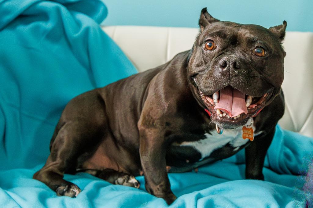 Bug, a Adoptable Staffordshire Bull Terrier in Minneapolis, MN image 2/6