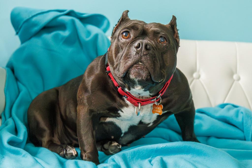 Bug, a Adoptable Staffordshire Bull Terrier in Minneapolis, MN image 4/6