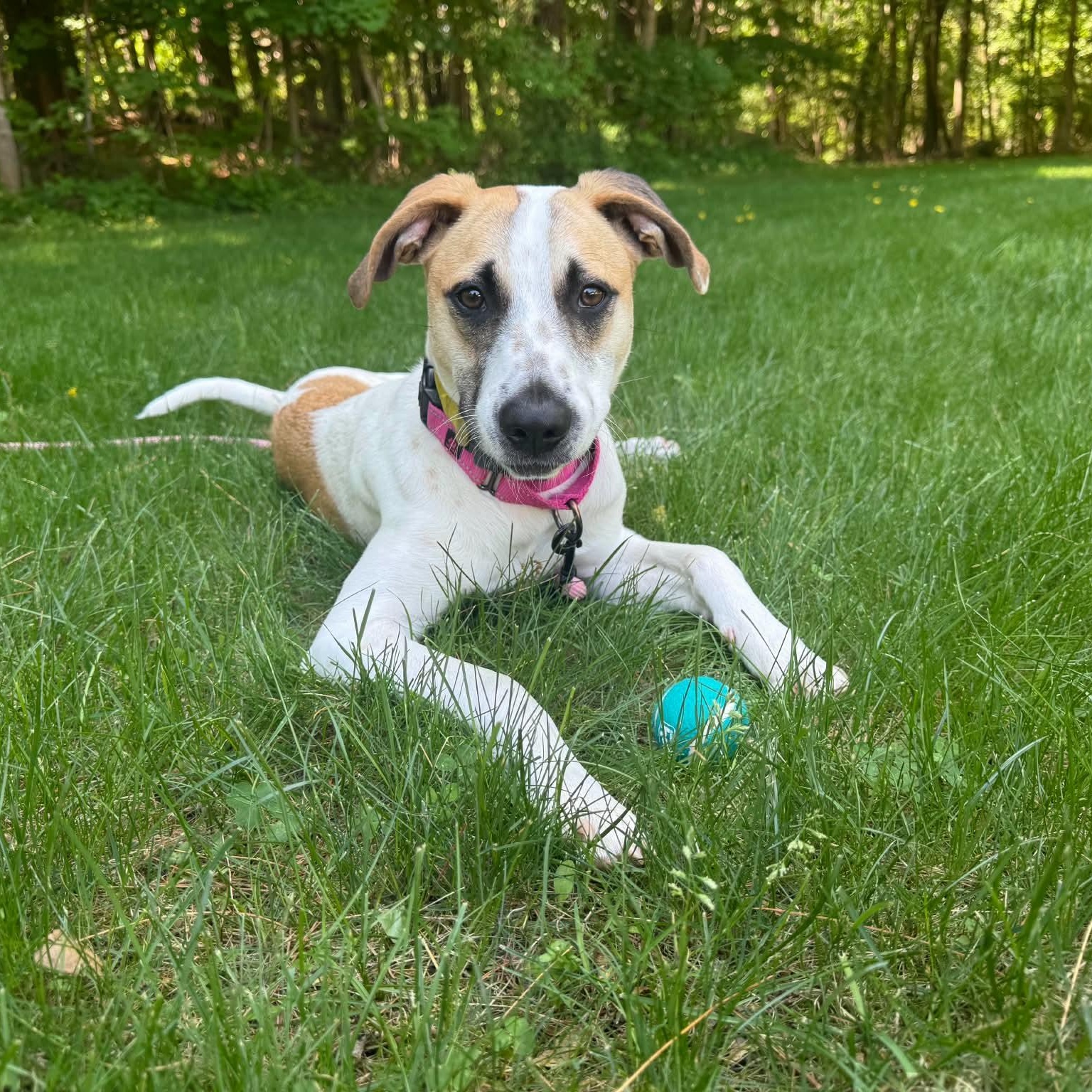 Abby, Adoptable, Young Female Labrador Retriever & Beagle.
