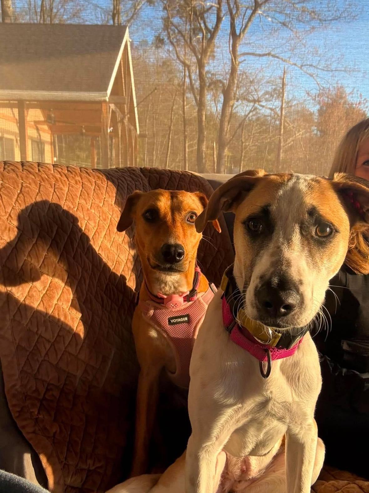 Enlarge Abby, a Adoptable mixed breed in Portsmouth, NH image 4/6