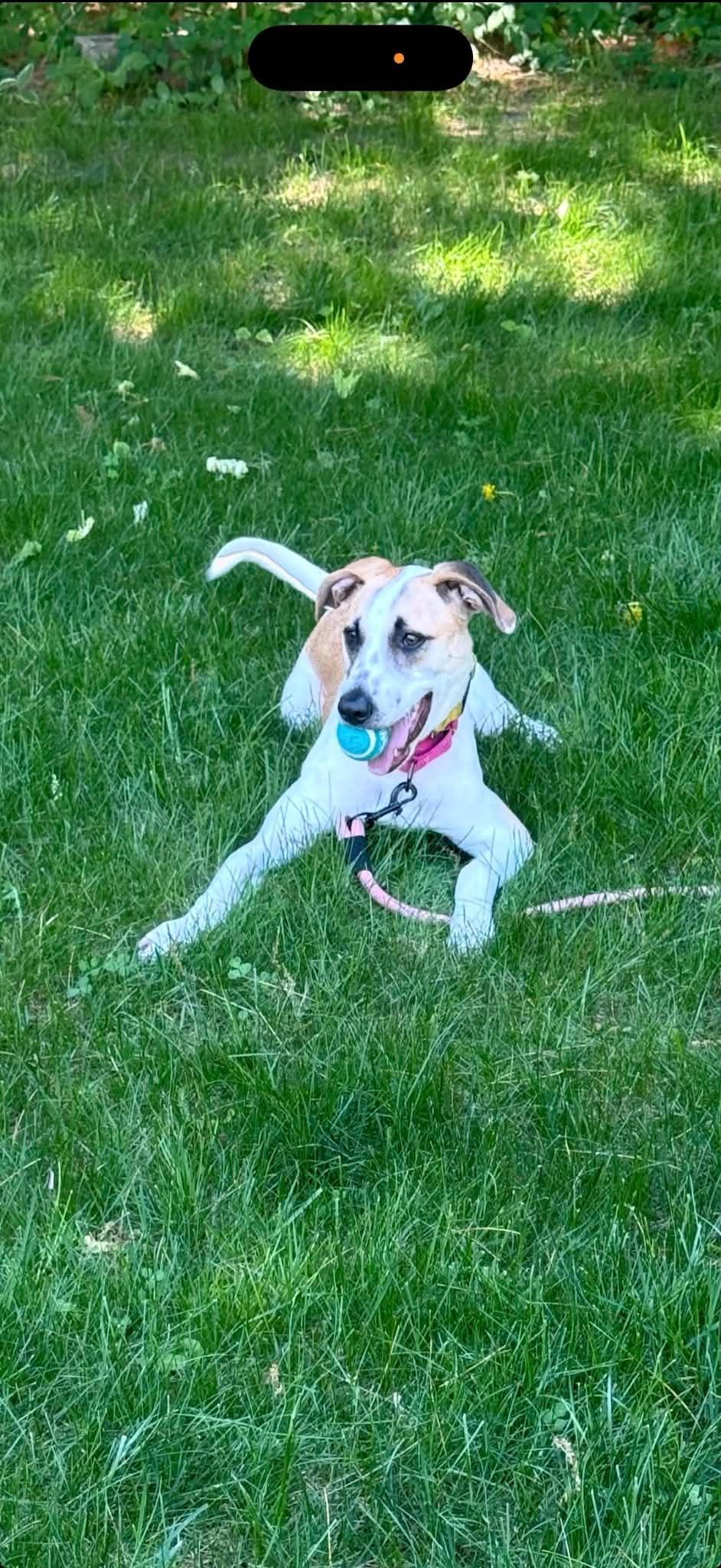 Enlarge Abby, a Adoptable mixed breed in Portsmouth, NH image 5/6