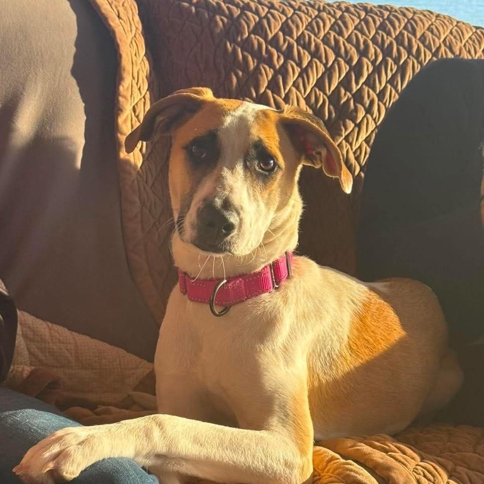 Enlarge Abby, a Adoptable mixed breed in Portsmouth, NH image 2/6