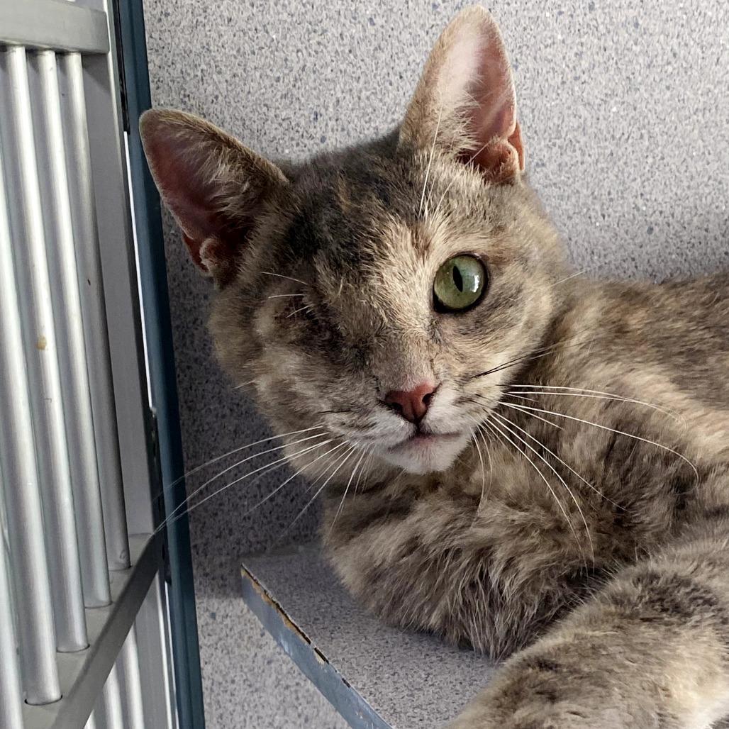 Enlarge Violet, a Adoptable Domestic Short Hair in Huntsville, AL image 1/2