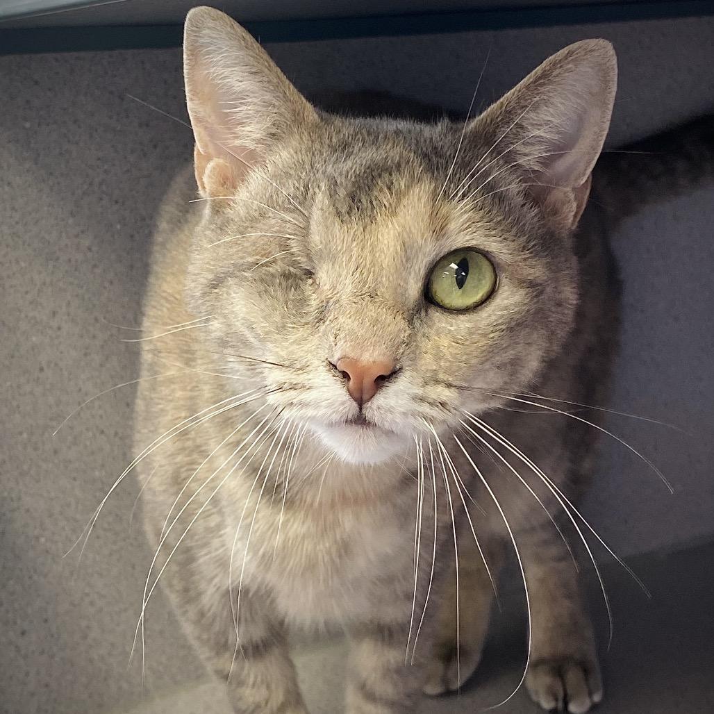 Enlarge Violet, a Adoptable Domestic Short Hair in Huntsville, AL image 2/2