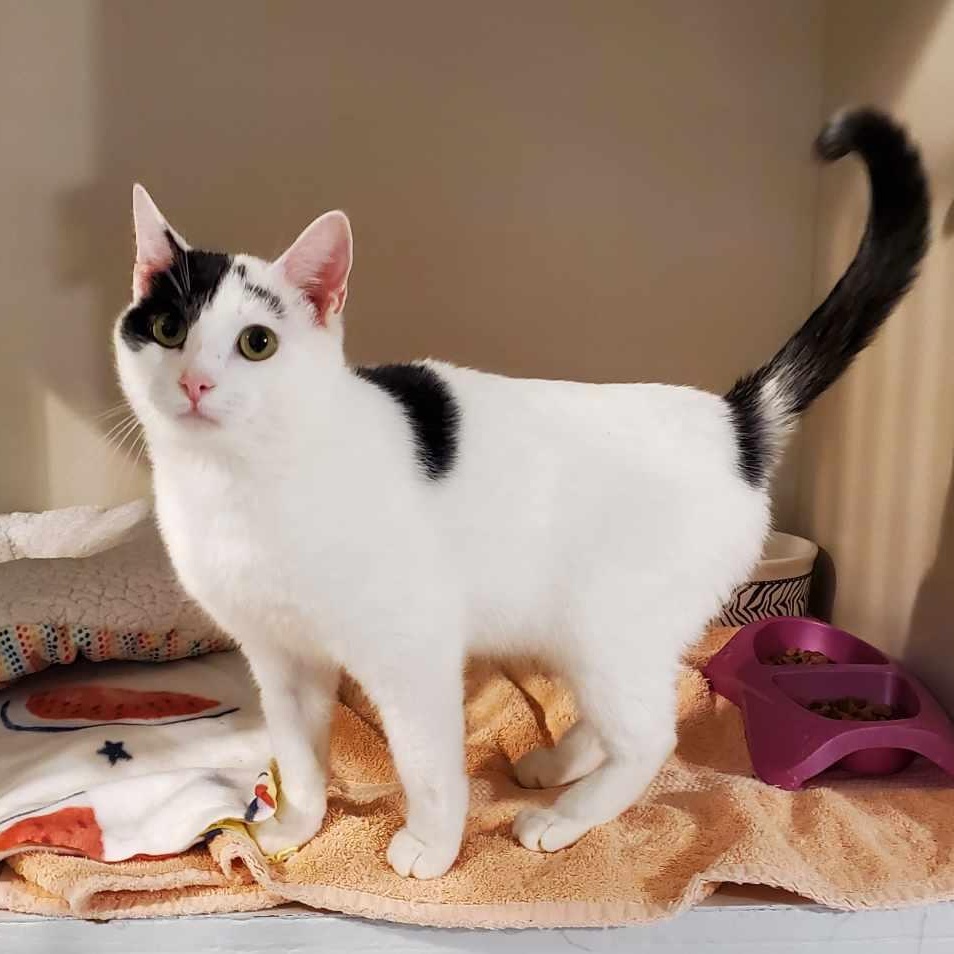 Dan Rice, Adult Male Domestic Short Hair