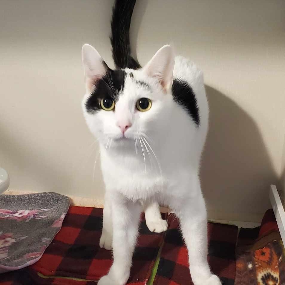 Dan Rice, a Adoptable mixed breed in Hutchinson, MN image 2/6