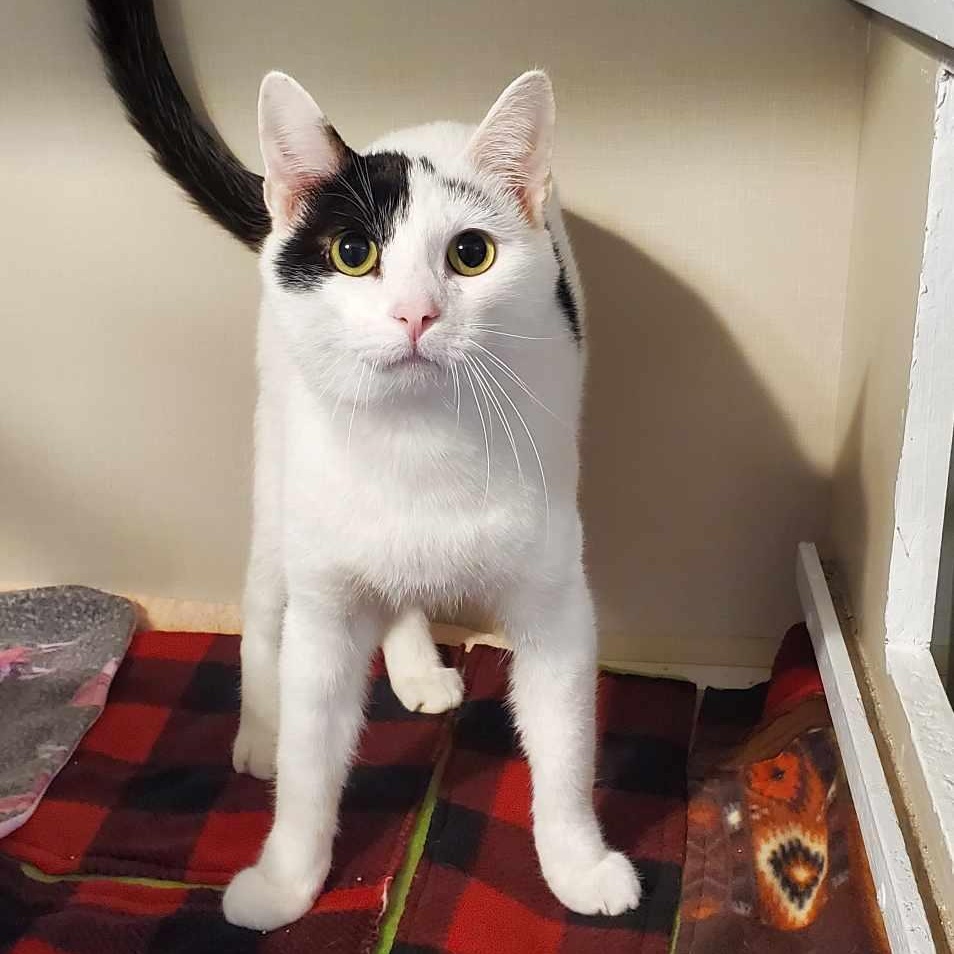 Dan Rice, a Adoptable mixed breed in Hutchinson, MN image 6/6