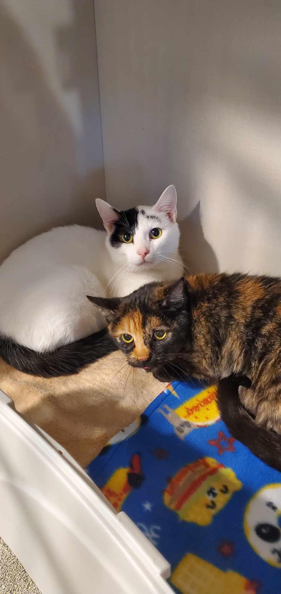 Dan Rice, a Adoptable mixed breed in Hutchinson, MN image 5/6