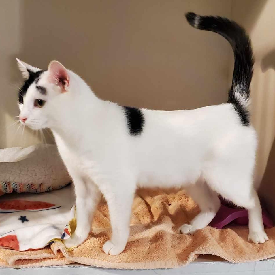 Dan Rice, a Adoptable mixed breed in Hutchinson, MN image 4/6