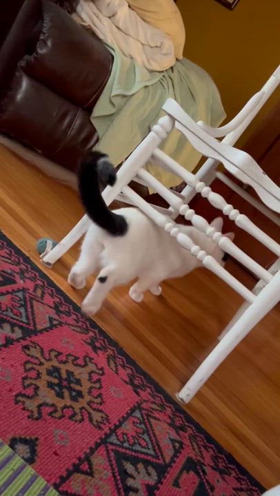 Enlarge Dan Rice, a Adoptable mixed breed in Hutchinson, MN video 3/6