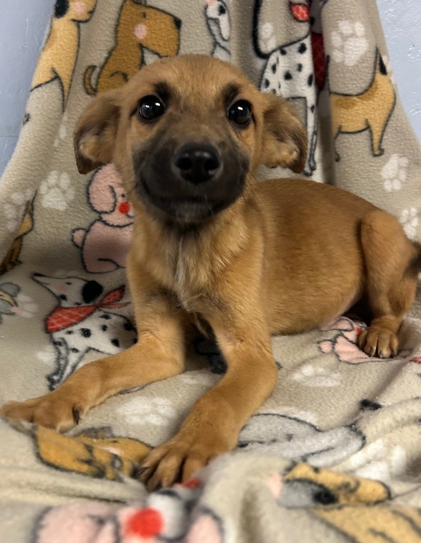 Reece’s , Adopted, Puppy Male Belgian Shepherd / Malinois & German Shepherd Dog.