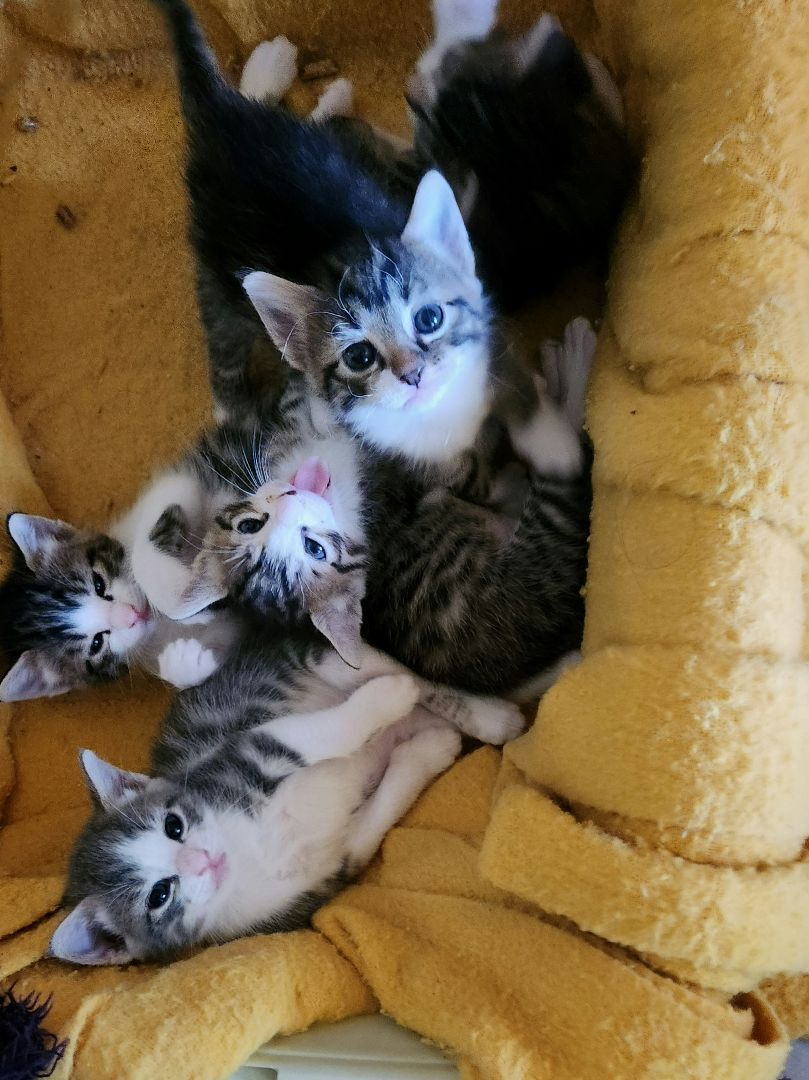 Dinah, Adopted, Kitten Female Tabby.