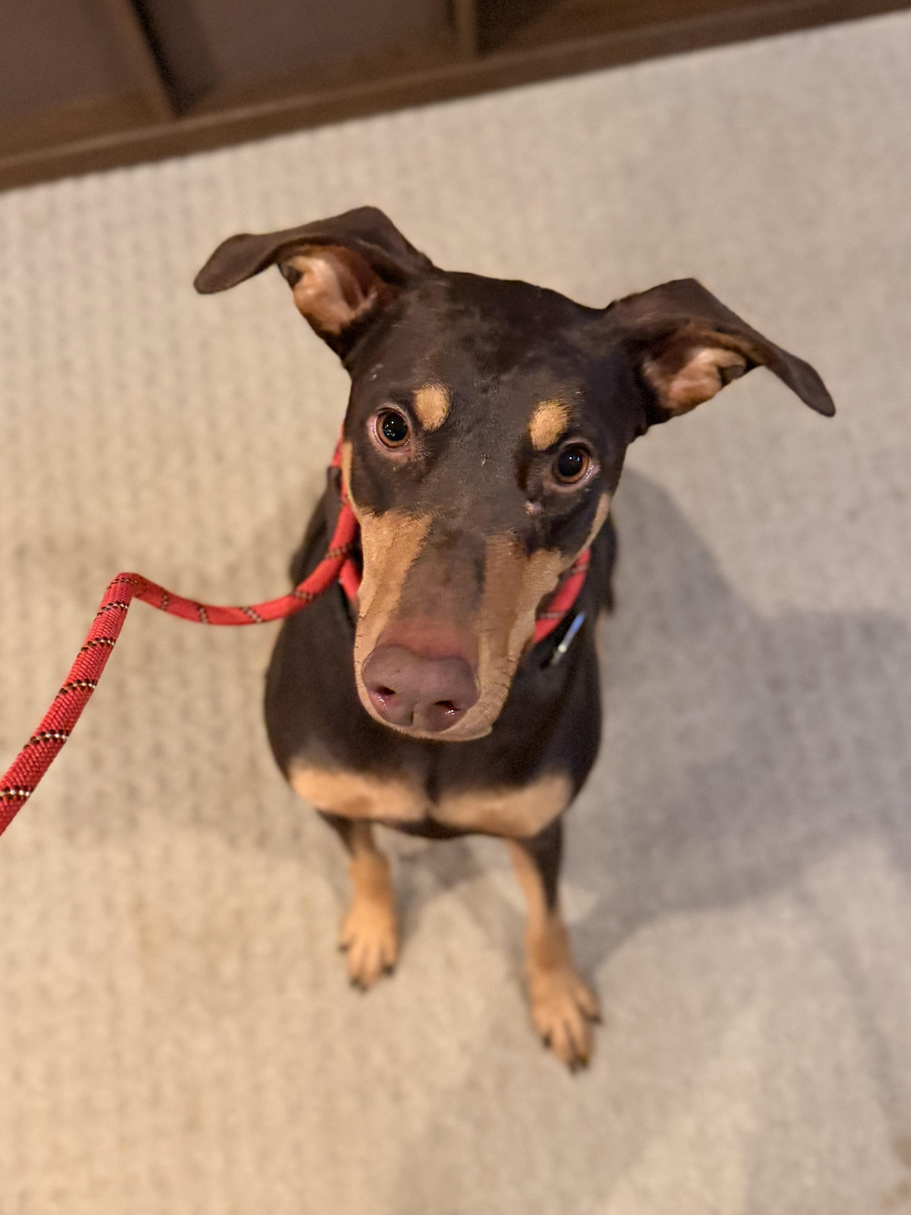 Enlarge Gypsy, a ADOPTABLE Doberman Pinscher in Louisville, KY image 2/4