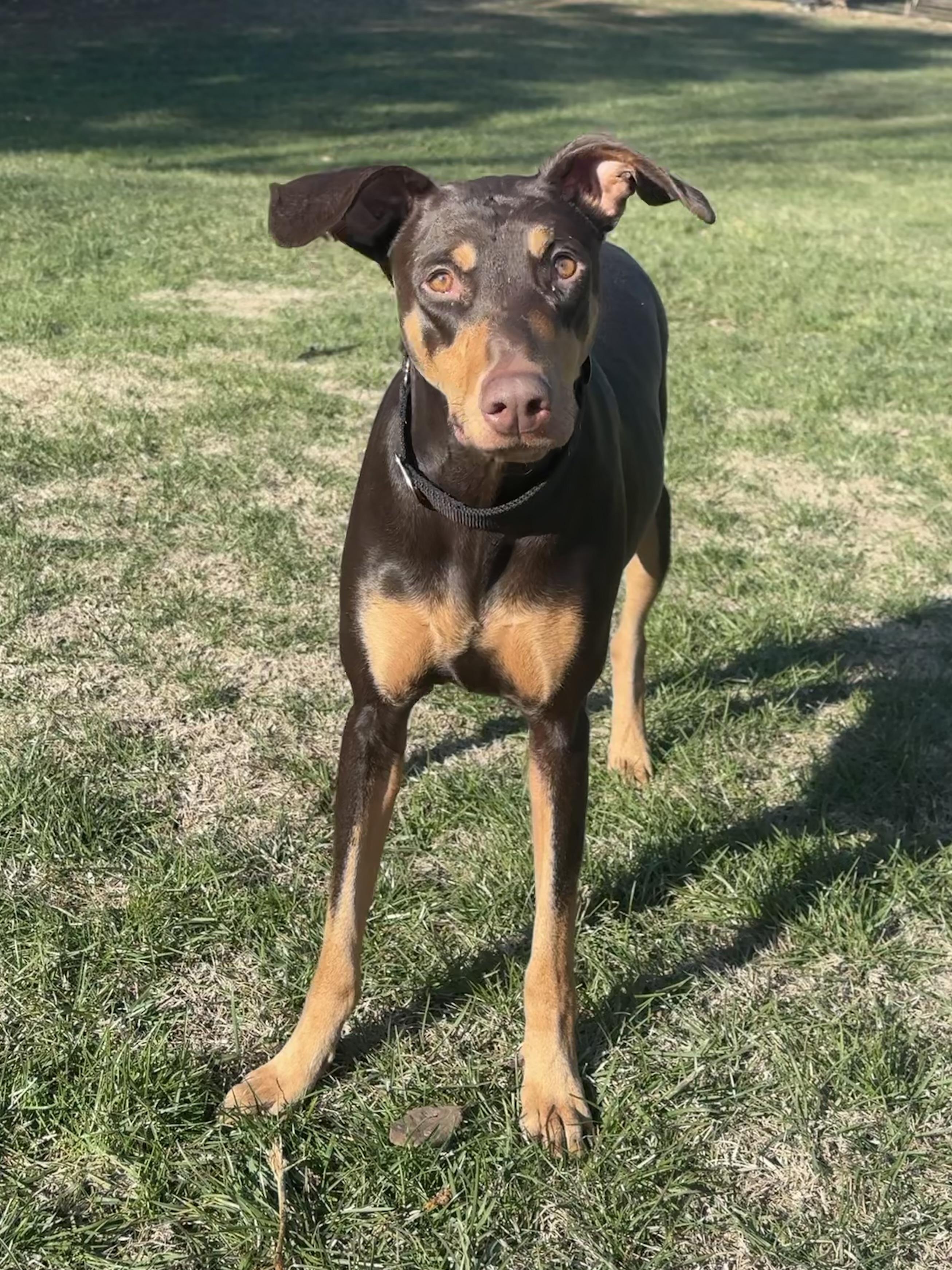 Enlarge Gypsy, a ADOPTABLE Doberman Pinscher in Louisville, KY image 1/4